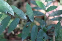 Canthon triangularis