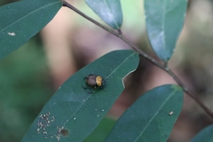 Canthon triangularis