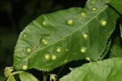 Phylloxera russellae