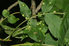 Phylloxera russellae