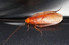 Parcoblatta virginica
