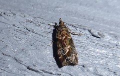 Eudonia legnota