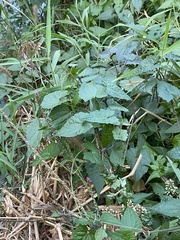 Lecanthus peduncularis