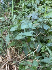 Lecanthus peduncularis