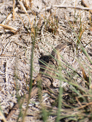 Liolaemus moradoensis