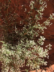 Galium stellatum