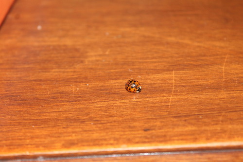 Asian Lady Beetle photographed in Connecticut