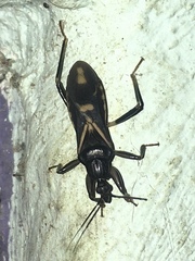 Rasahus sulcicollis