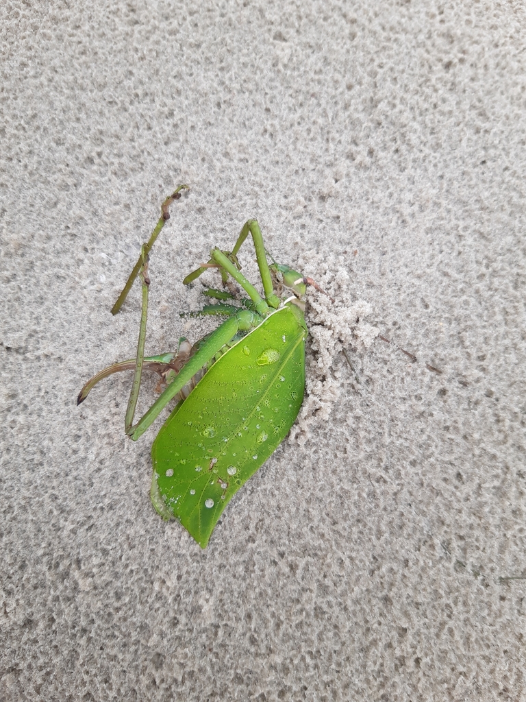Paracycloptera reticulata