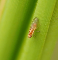 Trigonometopsis binotata