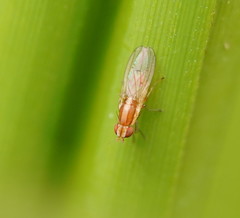 Trigonometopsis binotata