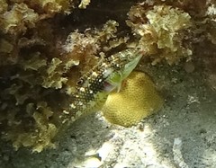 Halichoeres margaritaceus