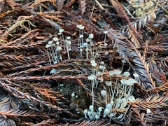 Coprinopsis stercorea