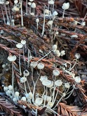 Coprinopsis stercorea