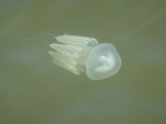 Acromitus flagellatus