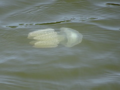 Acromitus flagellatus