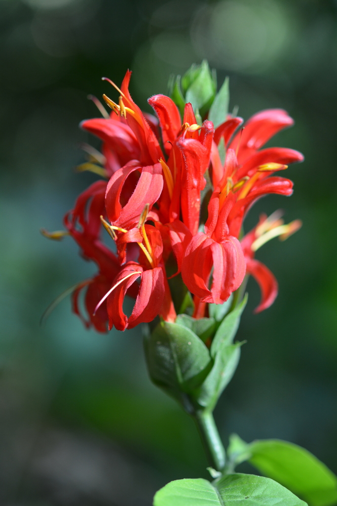 Pachystachys coccinea