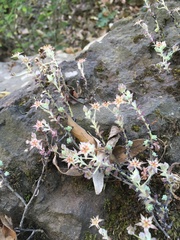 Sedum longipes