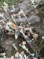 Sedum longipes