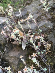 Sedum longipes