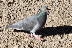 Columba livia domestica