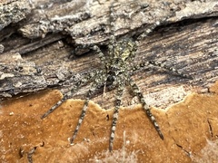 Dolomedes albineus