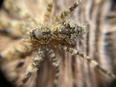 Dolomedes albineus