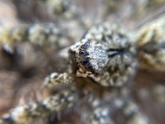 Dolomedes albineus