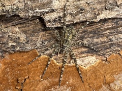 Dolomedes albineus