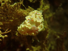 Ardeadoris cruenta