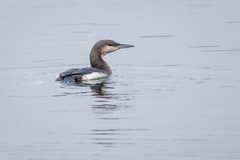 Gavia arctica