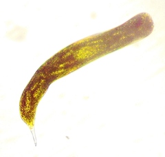 Lepocinclis helicoideus