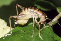 Hemiandrus pallitarsis