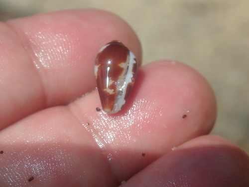Conella ovulata observed 2021-12-31