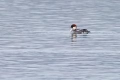Mergellus albellus