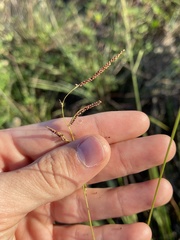 Paspalum blodgettii