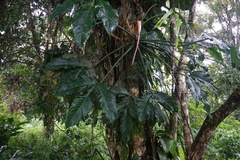 Philodendron tripartitum