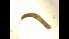 Lepocinclis helicoideus