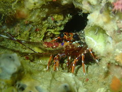 Panulirus longipes bispinosus