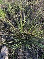 Paspalum blodgettii