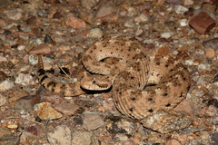 Crotalus cerastes cercobombus