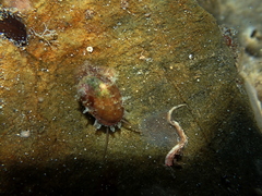 Stomatella impertusa