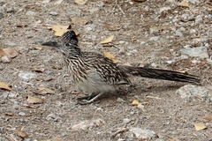 Geococcyx californianus