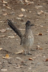 Geococcyx californianus