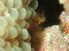 Achaeus japonicus