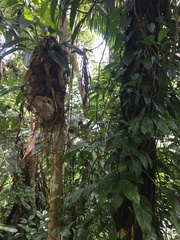 Philodendron hederaceum