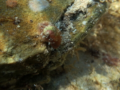 Stomatella impertusa