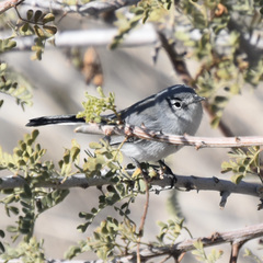 Polioptila melanura