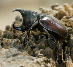 Xylotrupes mniszechi