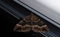 Hydriomena deltoidata